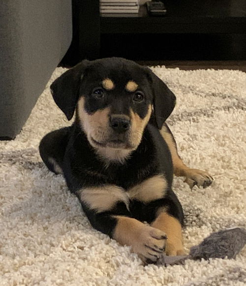 Harper
