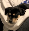 Harper