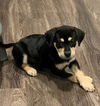 Harper