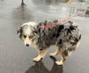 Daisy **NO MORE APPLICATIONS**