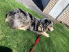 Daisy **NO MORE APPLICATIONS**