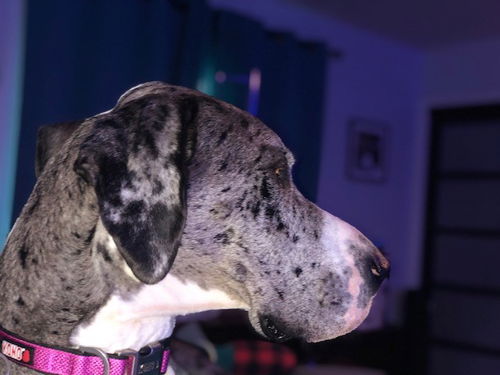 Fiona