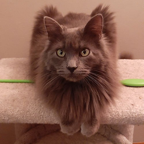 Pandora *Four Paw Declaw*