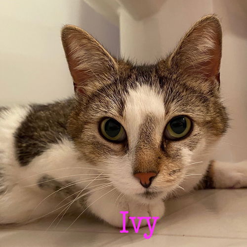 Ivy