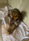 Zeke**NO MORE APPS**