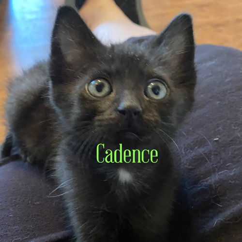 Cadence