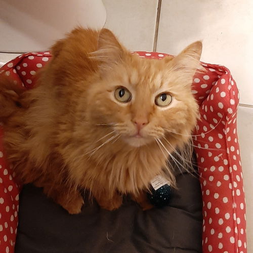Hank *Front Paw Declaw*