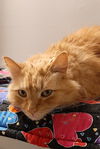 Hank *Front Paw Declaw*