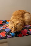 Hank *Front Paw Declaw*