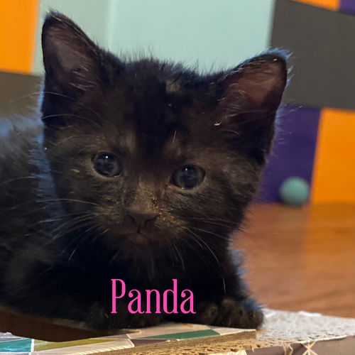 Panda
