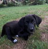 Bailey**NO MORE APPS**