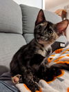 Velma
