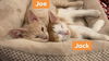 Jack and Joe