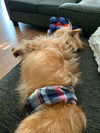 Romeo**NO MORE APPS**