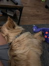 Romeo**NO MORE APPS**