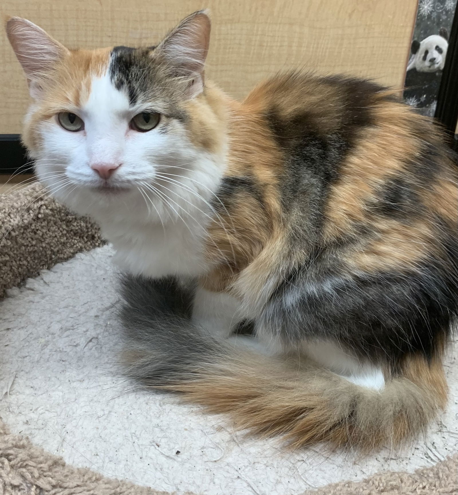 adoptable Cat in Wheaton, IL named Lolly