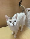 adoptable Cat in Wheaton, IL named Snowflake