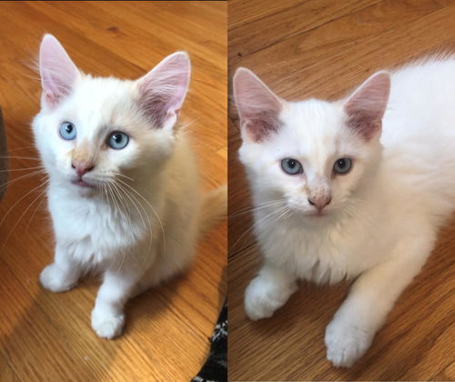 Nelson (adopted with bro Norman)