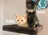 Findley