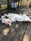 Callie**NO MORE APPS**