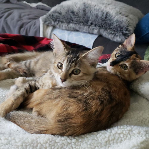 Harley and Ivey