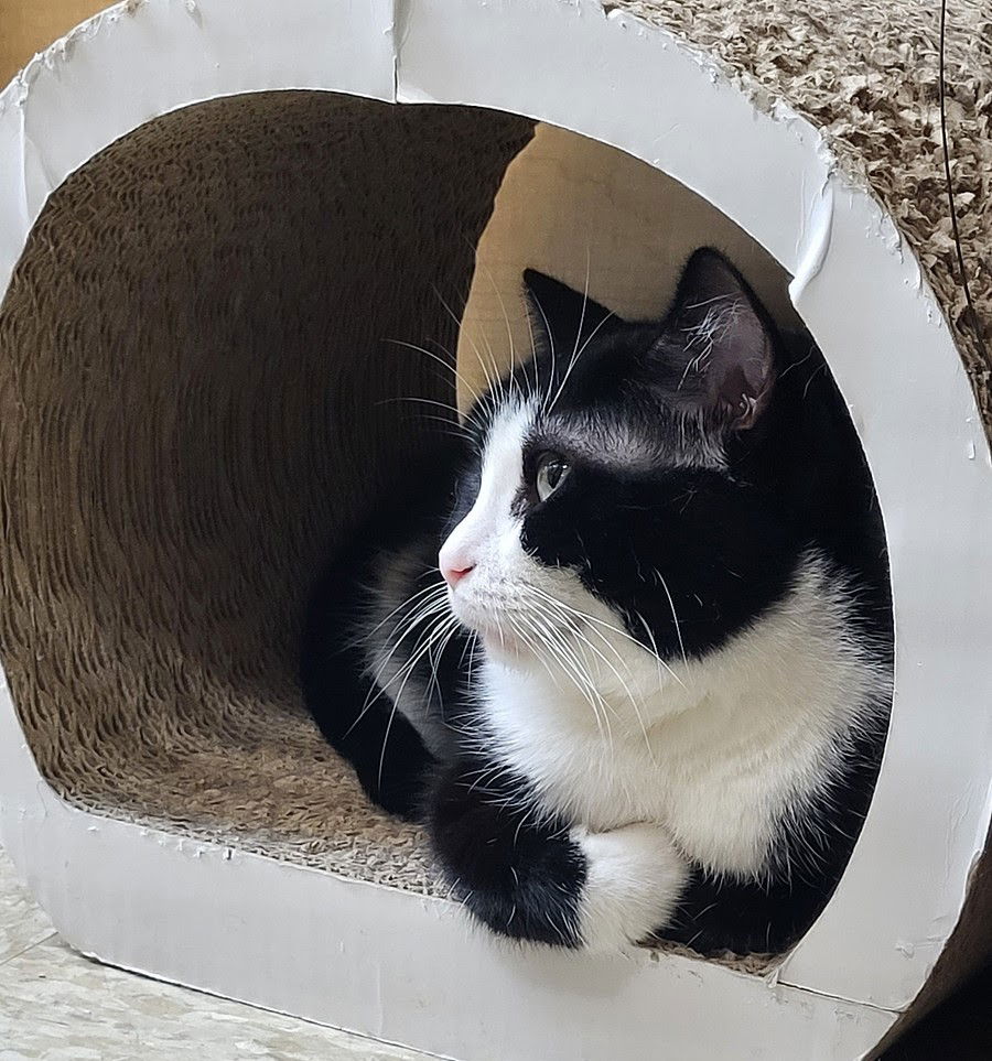 Isabella  Domestic Short Hair (short coat) Female