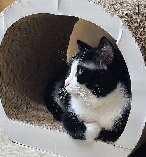 Isabella