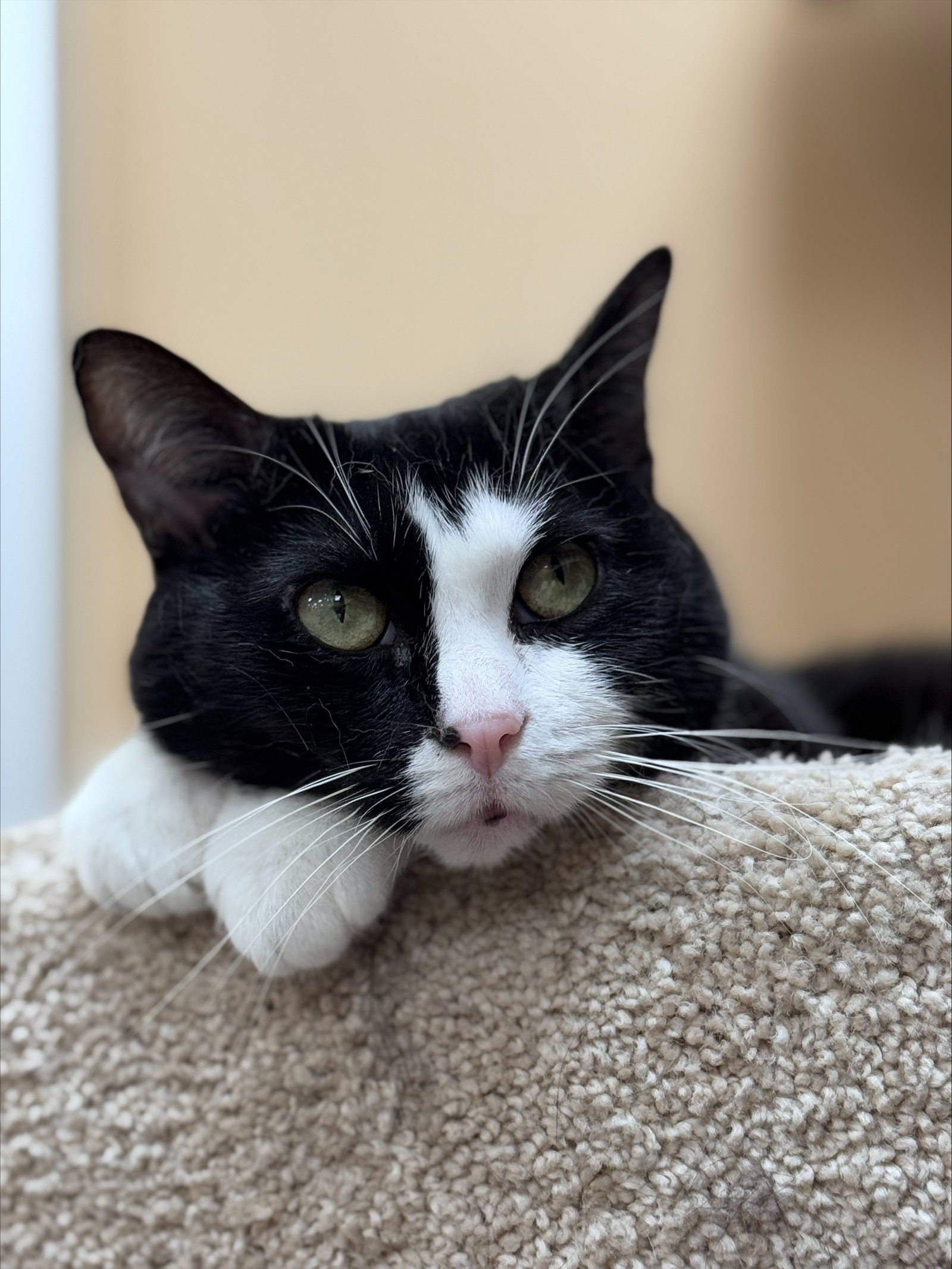 Isabella  Domestic Short Hair (short coat) Female