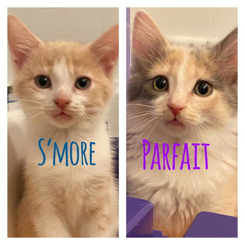 Parfait and Smore