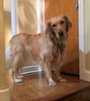 Bailey