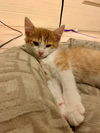 Pancake ** NO MORE APPLICATIONS**