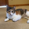 Callie