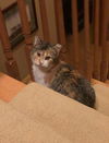 Callie