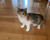 Callie