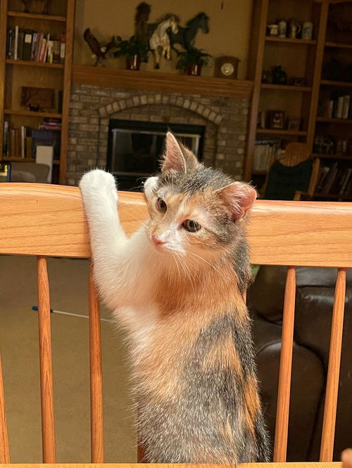 Callie