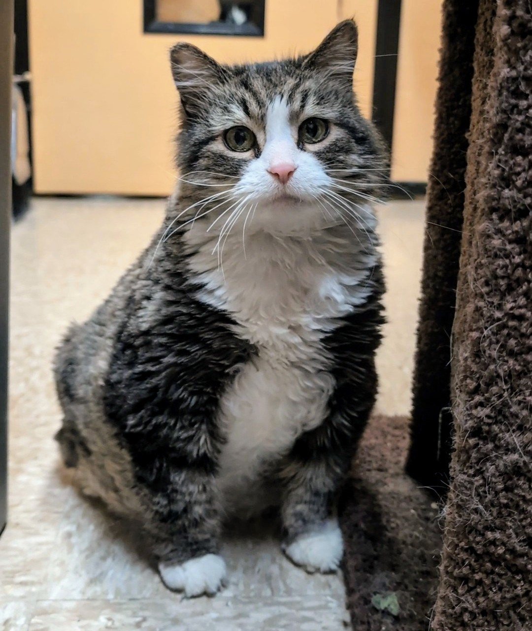 adoptable Cat in Wheaton, IL named Fluffy2