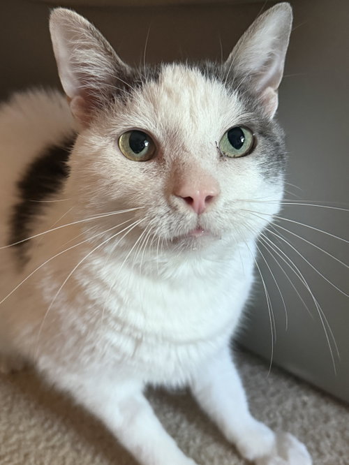 Ralphie, a cat for adoption from Animal Rescue Foundation (ARF-IL)