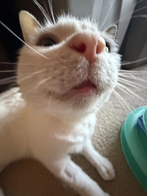 Photo 2 of Ralphie