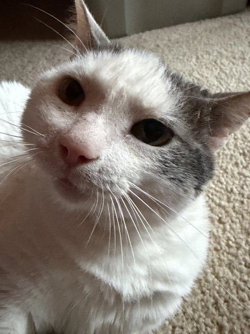 Photo 4 of Ralphie