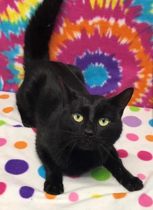 Bagheera