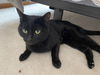 Bagheera