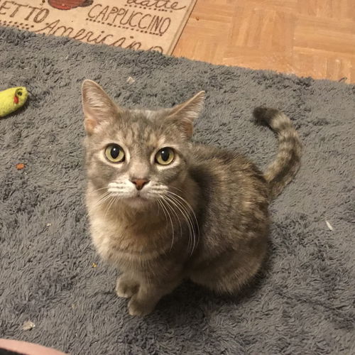 Felicia *FOUR PAW DECLAW*