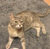 Felicia *FOUR PAW DECLAW*