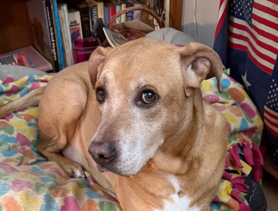 Brewer Large Labrador Retriever / Boxer / Mixed (short coat) Male