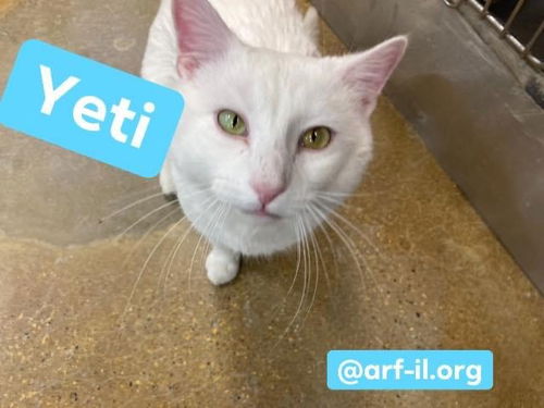 Yeti