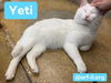 Yeti