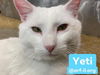 Yeti