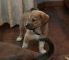 Zeke**NO MORE APPS**