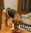 Zeke**NO MORE APPS**