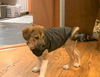 Zeke**NO MORE APPS**